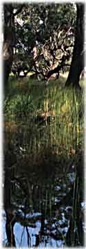 Five Lakes scene